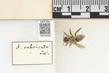 Media type: image;   Entomology 770567 Aspect: Labels